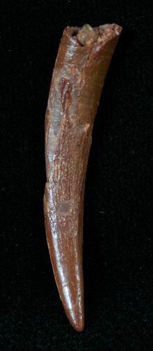 Pterosaur Tooth - Kem Kem Beds #14848